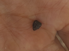 Camponotus angusticollis