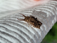 Nymphinae