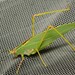 Gumleaf Katydid - Photo (c) Peter Crowcroft, some rights reserved (CC BY), uploaded by Peter Crowcroft