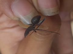 Camponotus angusticollis