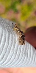 Nymphinae