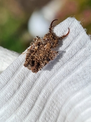 Nymphinae