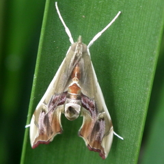 Agathodes musivalis