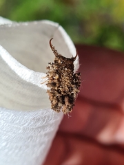 Nymphinae
