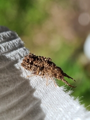Nymphinae