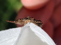 Nymphinae