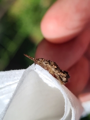 Nymphinae