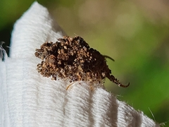 Nymphinae