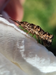 Nymphinae
