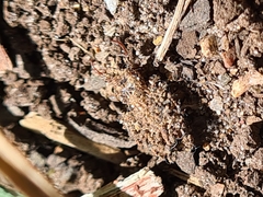 Nymphinae