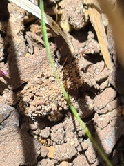 Nymphinae