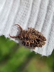 Nymphinae