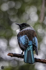 Prosthemadera novaeseelandiae