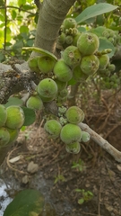 Ficus mollis