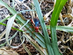 Lissopimpla excelsa