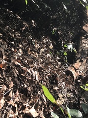 Psammophis orientalis