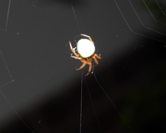 Araneus apricus