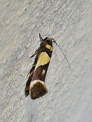 Macrobathra chrysotoxa