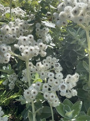 Helichrysum fruticans