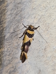 Macrobathra chrysotoxa