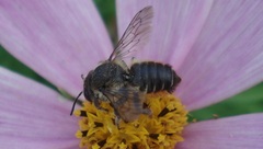 Megachile versicolor