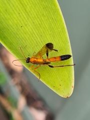 Ctenochares bicolorus