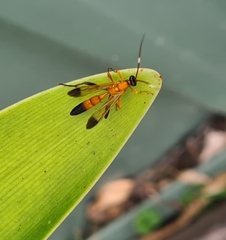 Ctenochares bicolorus