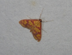 Stenochora lancinalis