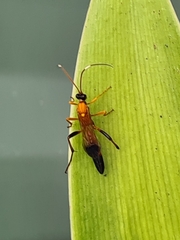 Ctenochares bicolorus