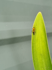 Ctenochares bicolorus