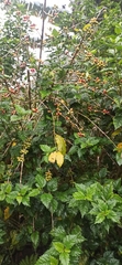 Coffea arabica