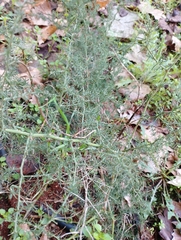 Asparagus acutifolius
