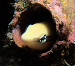 Aspidontus taeniatus