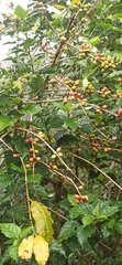 Coffea arabica