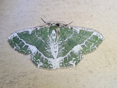 Eucyclodes insperata