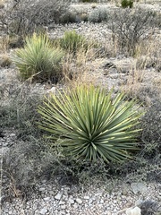 Yucca reverchonii