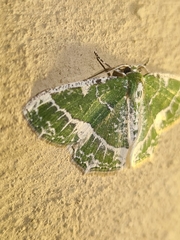 Eucyclodes insperata