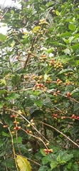 Coffea arabica