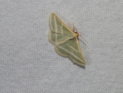 Mixocera frustratoria