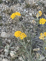 Psilostrophe gnaphalodes