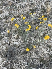 Psilostrophe gnaphalodes