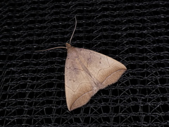Simplicia armatalis