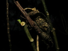 Trachythorax maculicollis