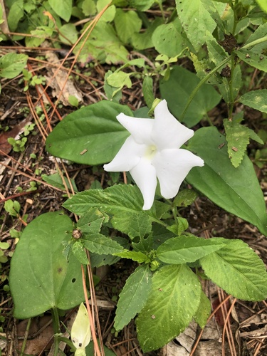 Whitelady (Thunbergia fragrans)