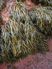 Pelvetia canaliculata
