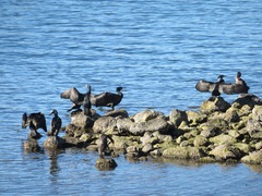 Phalacrocorax carbo hanedae