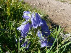 Campanula alpina