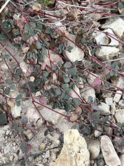 Euphorbia cinerascens