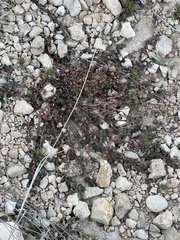 Euphorbia cinerascens