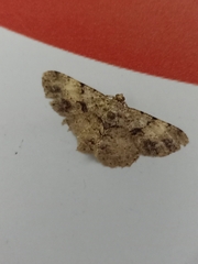 Psilalcis galsworthyi